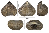 Cyclotiris lata